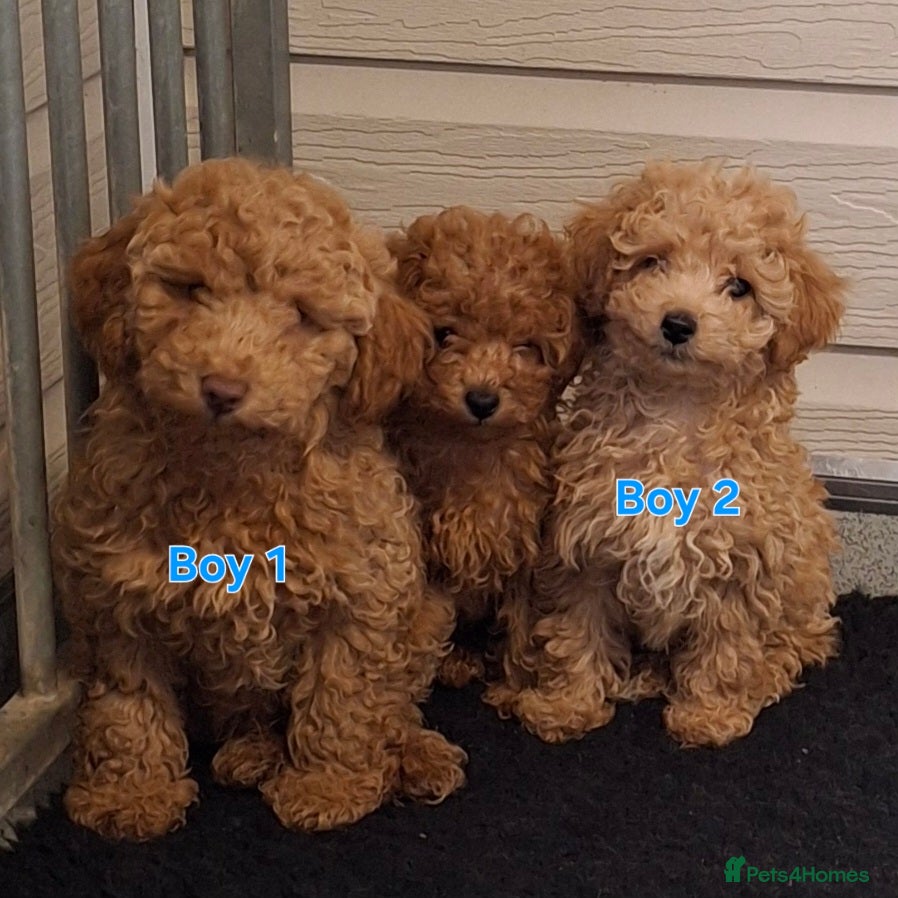 Poodle dogs Minature Poodles - Advert 6