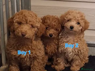 Poodle dogs Minature Poodles - Advert 3