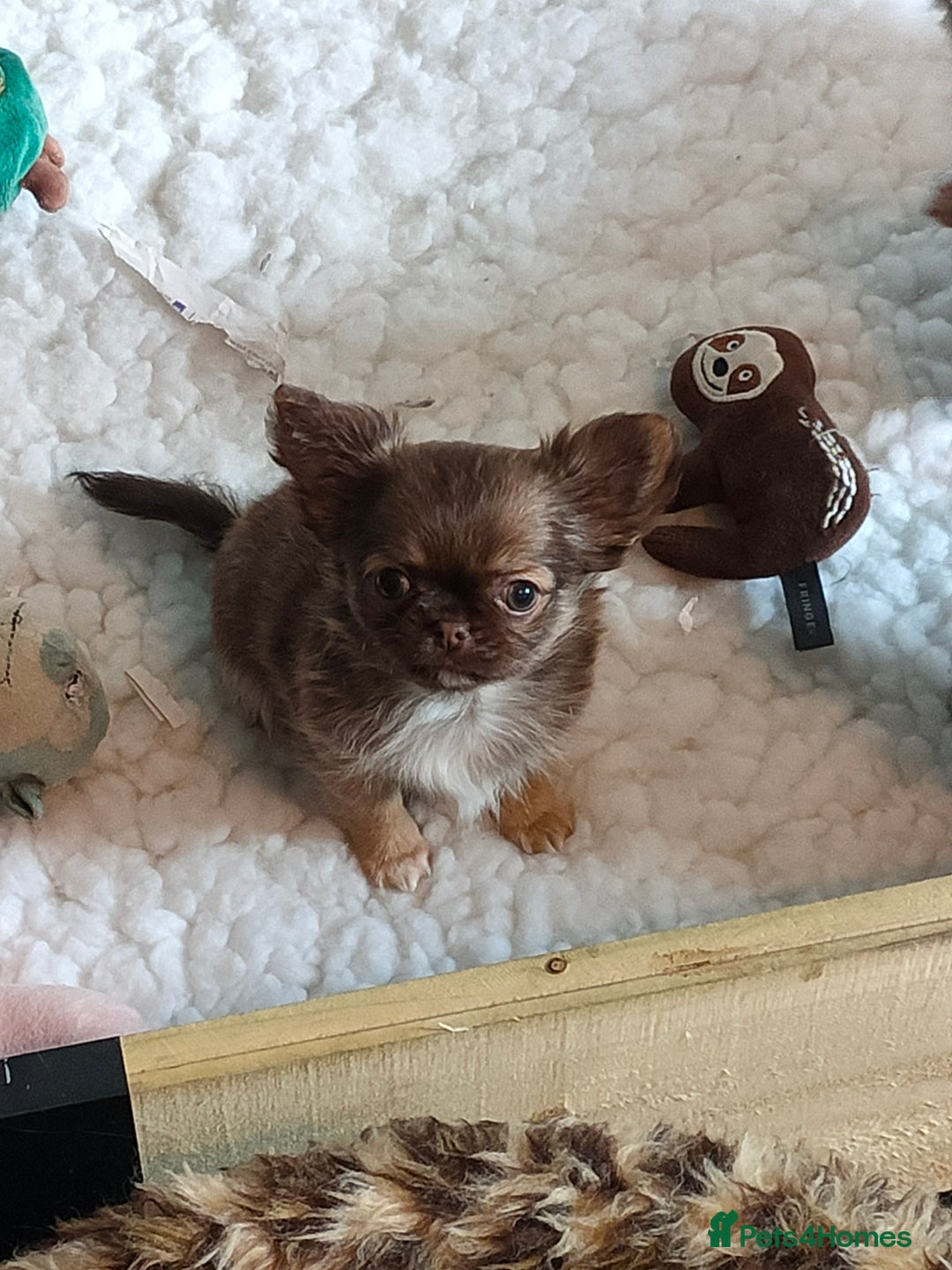 Chihuahua dogs for sale: Only one beautiful boy left,he's totally stunning  - Image 1