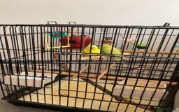 Budgerigars birds for sale: Budgies Birds - Image 2