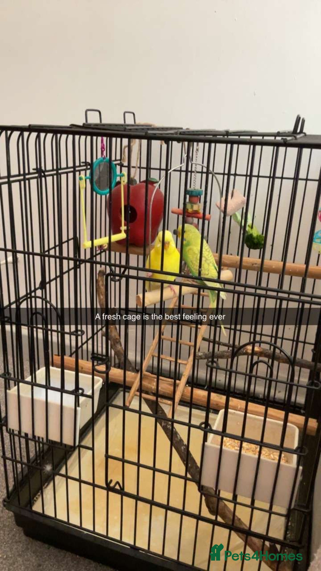 Budgerigars birds for sale: Budgies Birds - Image 2