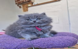 British Shorthair cats for sale: GCCF Registered British Sh & Lh Kittens - Champion - Image 11
