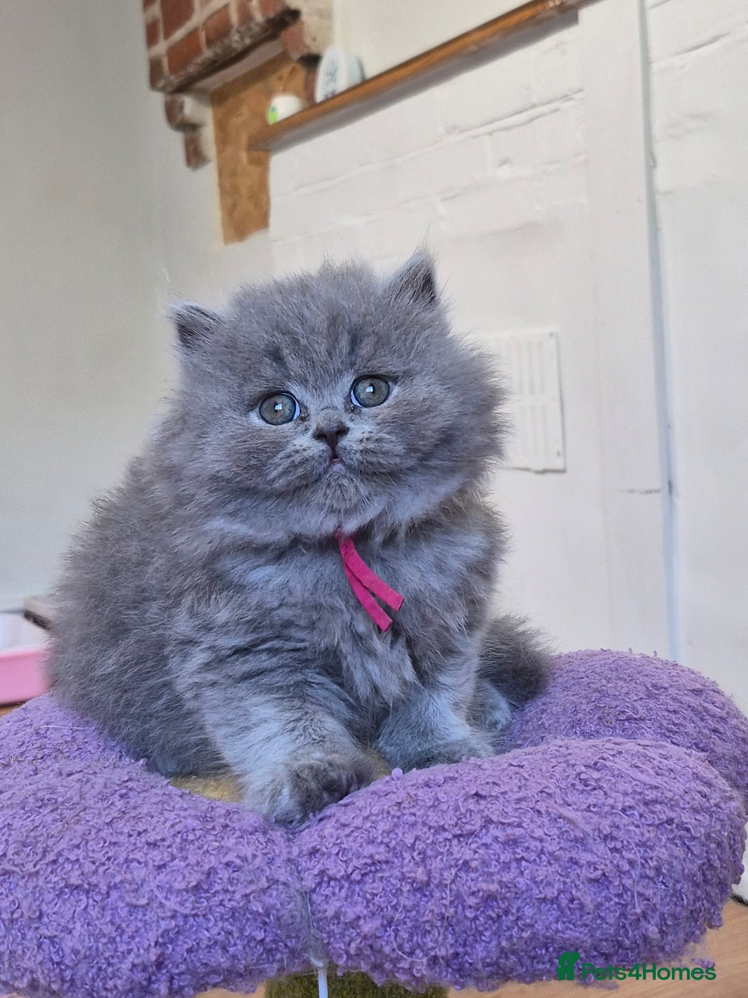 British Shorthair cats for sale: GCCF Registered British Sh & Lh Kittens - Champion - Image 11