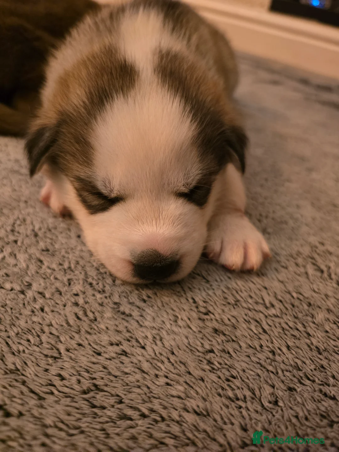 Siberian Husky dogs for sale: Husky puppies  - Advert 32