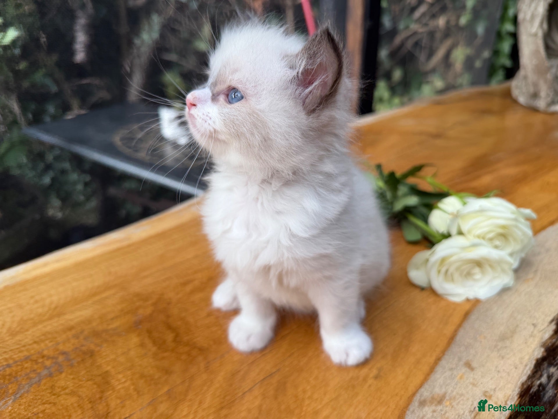 Ragdoll cats Purebred Ragdoll Kittens  - Advert 1
