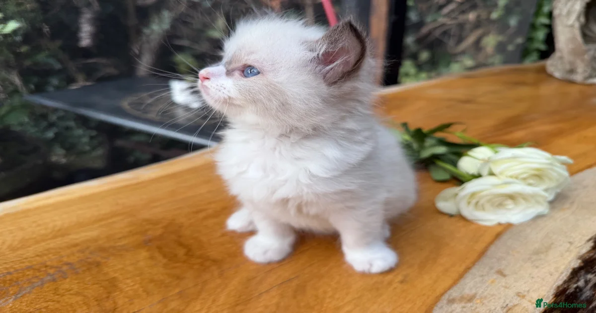 Ragdoll kittens available Kittens for sale | Pets4Homes