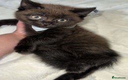 British Longhair cats for sale: The male bobby female no names - Image 2