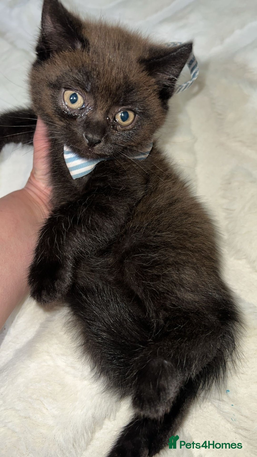 British Longhair cats for sale: The male bobby female no names - Image 2