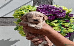 Cockapoo dogs for sale: 3 left gorgeous apricot f1 DNA tested Cockerpoos  - Image 15