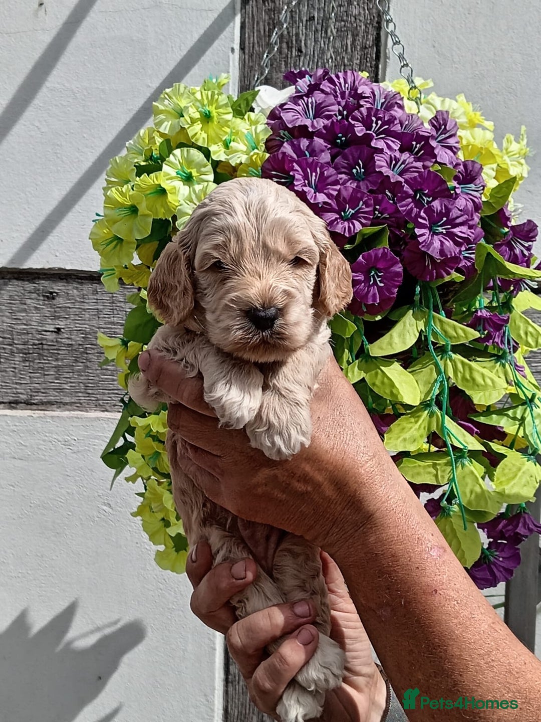 Cockapoo dogs for sale: 3 left gorgeous apricot f1 DNA tested Cockerpoos  - Image 15