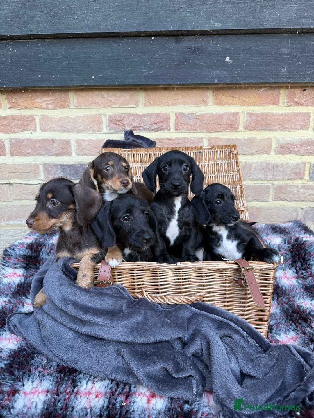 Mixed Breed dogs for sale: 🐾 Gorgeous Doxiepoo Puppies – Ready 07/08! 🐾 - Image 10