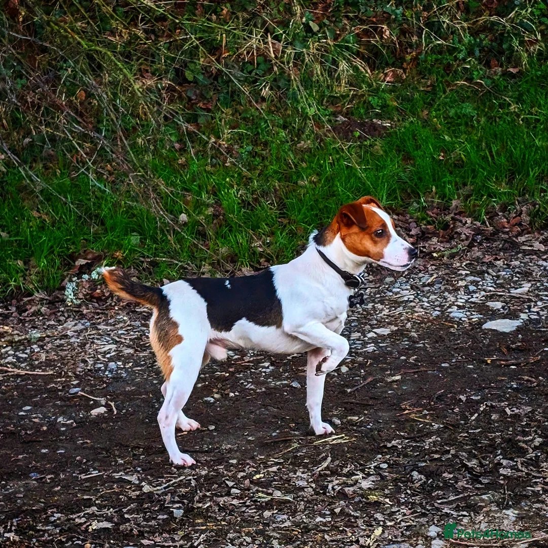 Jack Russell dogs for stud: Digby Jack Russell Stud in Crediton - Advert 6
