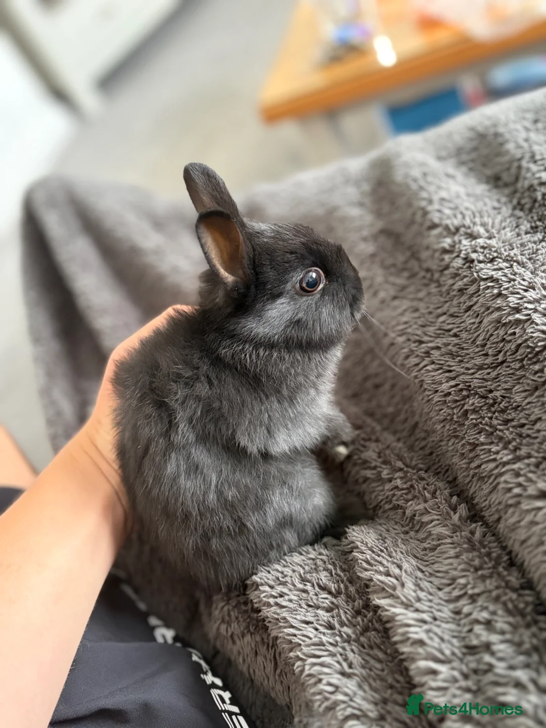 Netherland Dwarf rabbits for sale: Netherland dwarf baby rabbits   - Advert 6
