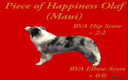 Border Collie dogs for sale: Champion line puppies  - Image 13