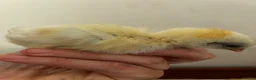 Chickens poultry for sale: Unsexed zombie chick  - Advert 1