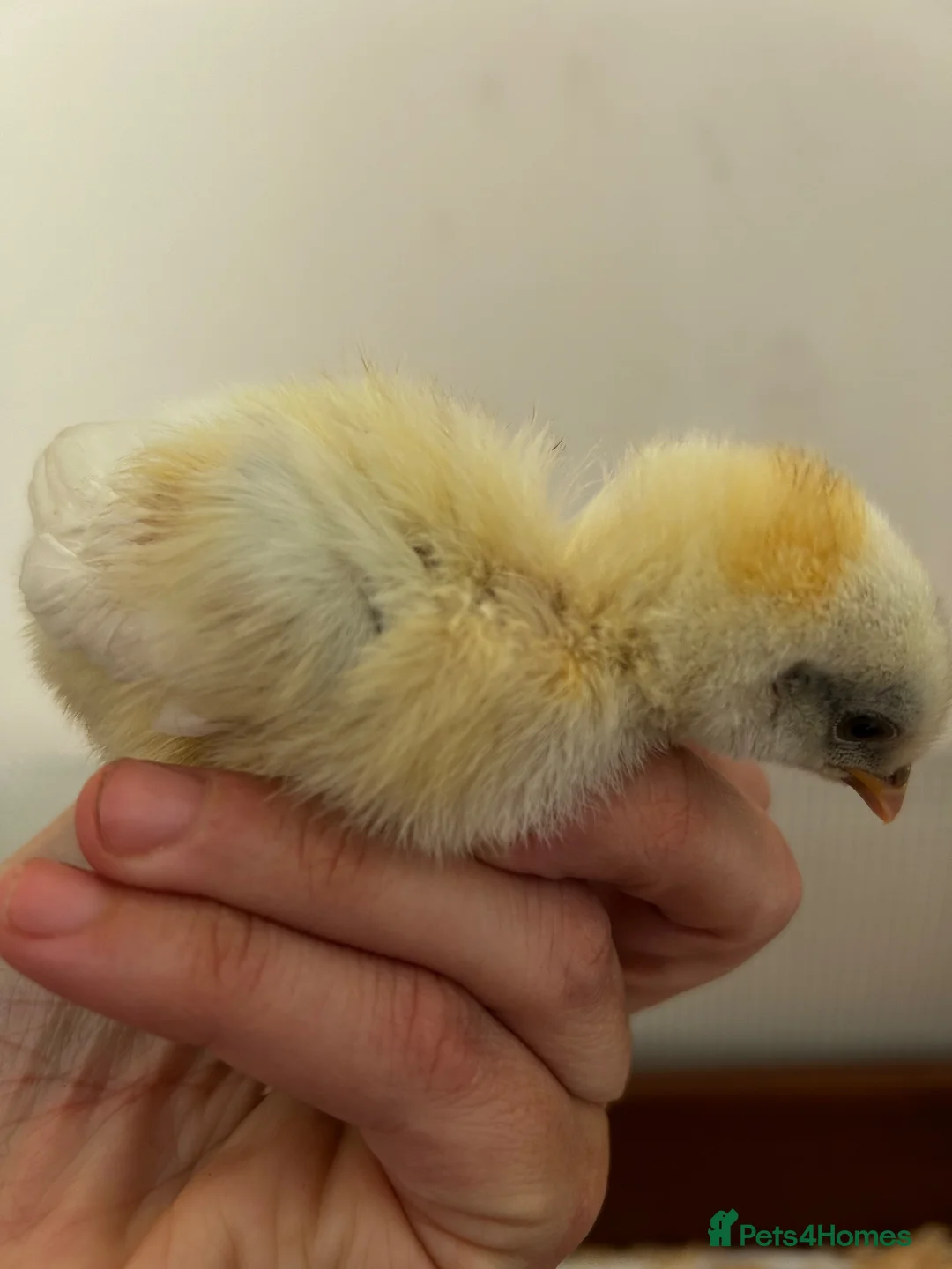 Chickens poultry for sale: Unsexed zombie chick  - Advert 1