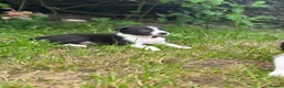 Border Collie dogs for sale: Working Border collie puppies  - Advert 18