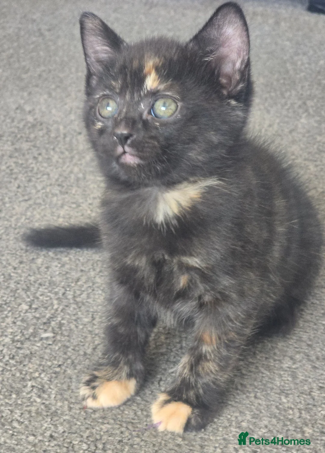 Mixed Breed cats for sale: Torbie female kitten - Advert 6