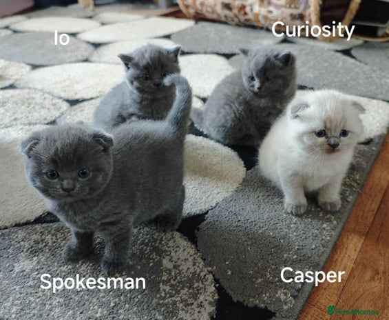 British Shorthair cats - Advert 1