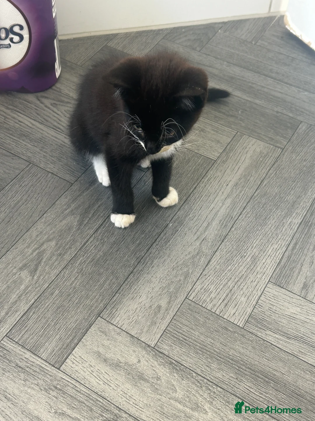 Mixed Breed cats for sale: Kitten looking for forever home  - Advert 1