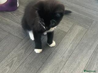 Mixed Breed cats Kitten looking for forever home - Advert 1