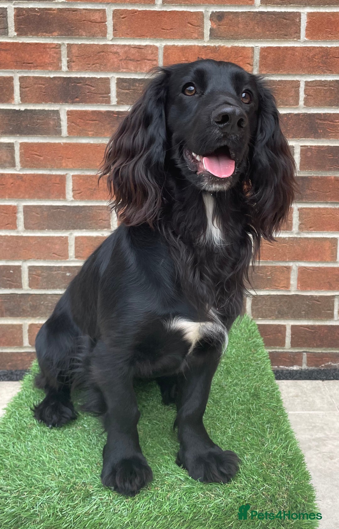 Cocker Spaniel dogs for sale: 1 Year Old Working Cocker Spaniel - Advert 10