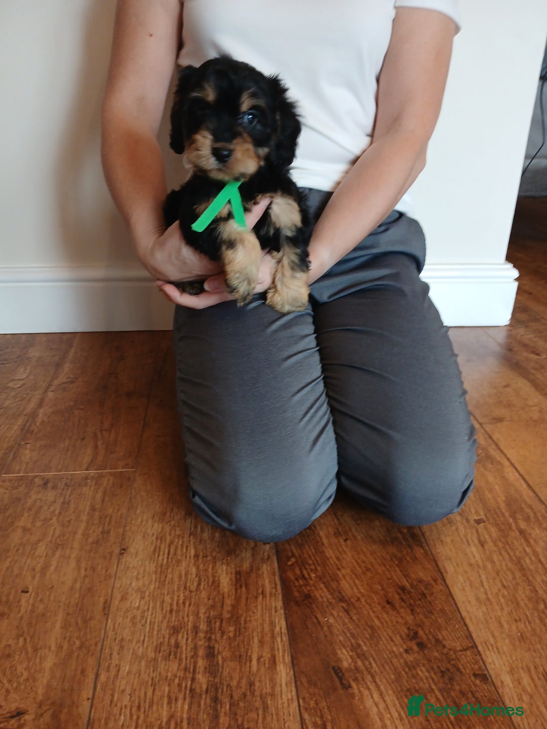 Cockapoo dogs for sale: Cockapoo puppies  - Image 11