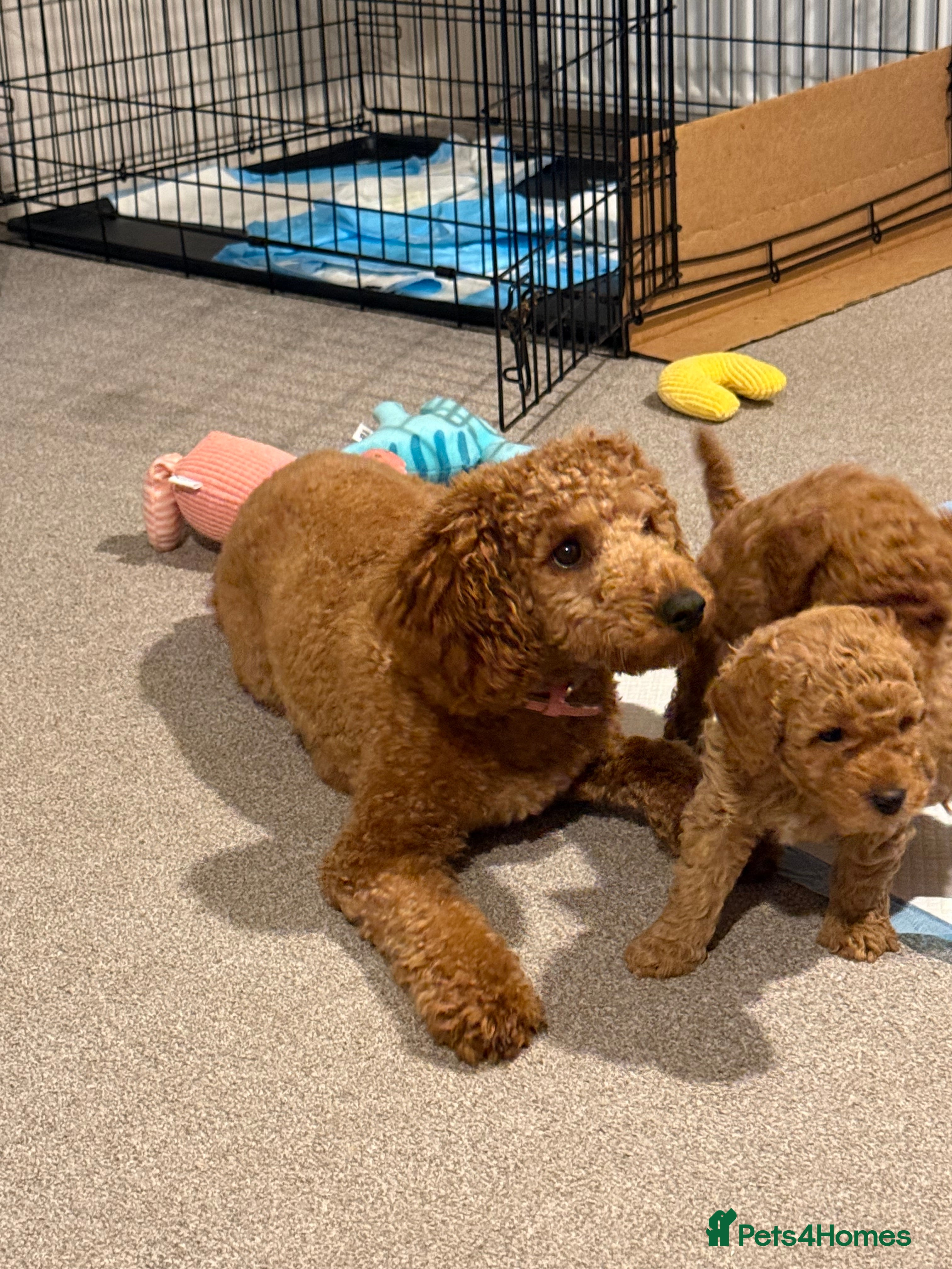 Mixed Breed dogs Toy poodle  - Advert 1