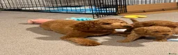 Mixed Breed dogs for sale: Miniature poodle  - Advert 1