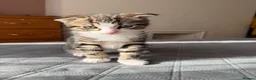 Mixed Breed cats for sale: Beautiful male kitten with folded ears in London - Advert 4