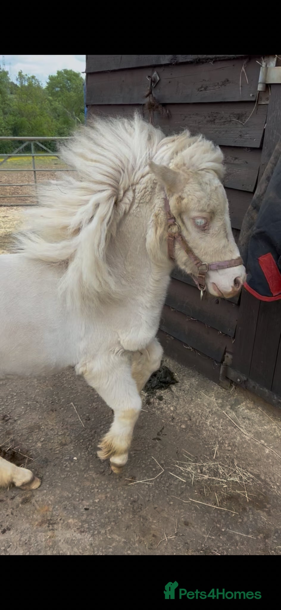 Shetland pony horses Cremello blue eyes filly Shetland  - Advert 23