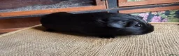 Guinea Pig rodents for sale: Various Guinea Pigs Boars and Sows - Advert 5