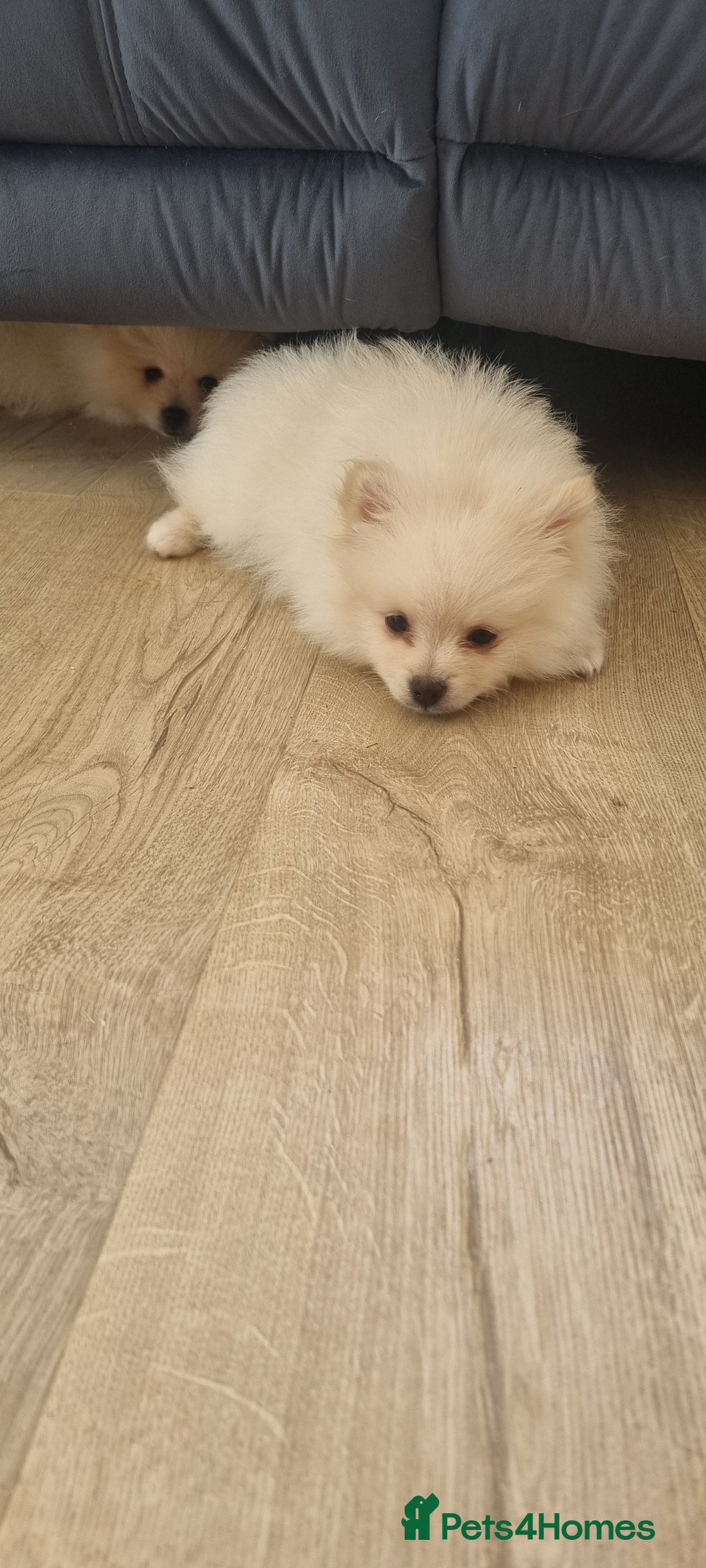 Pomeranian dogs for sale: 3 male Pomeranian puppies, 1 cream, 2 cream sable. - Image 6
