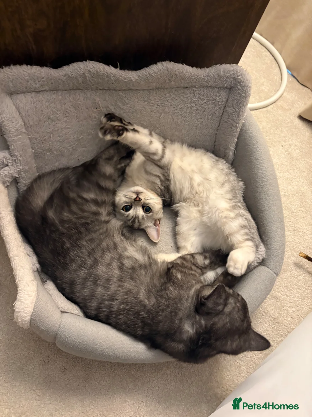 British Shorthair cats for sale: Silver shaded BS kitten female  in London - Advert 8