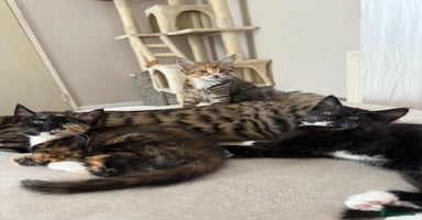 Mixed Breed cats - Advert 8