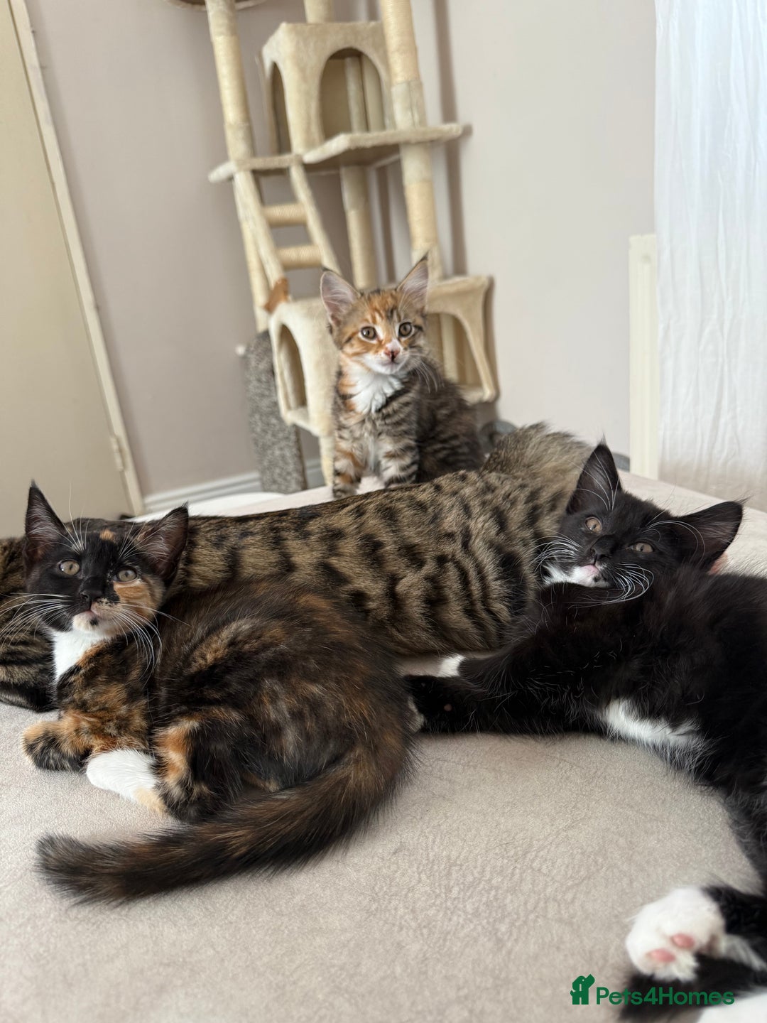 Mixed Breed cats for sale: 1 BEAUTIFUL KITTEN LEFT - 1 BOY! - Image 3