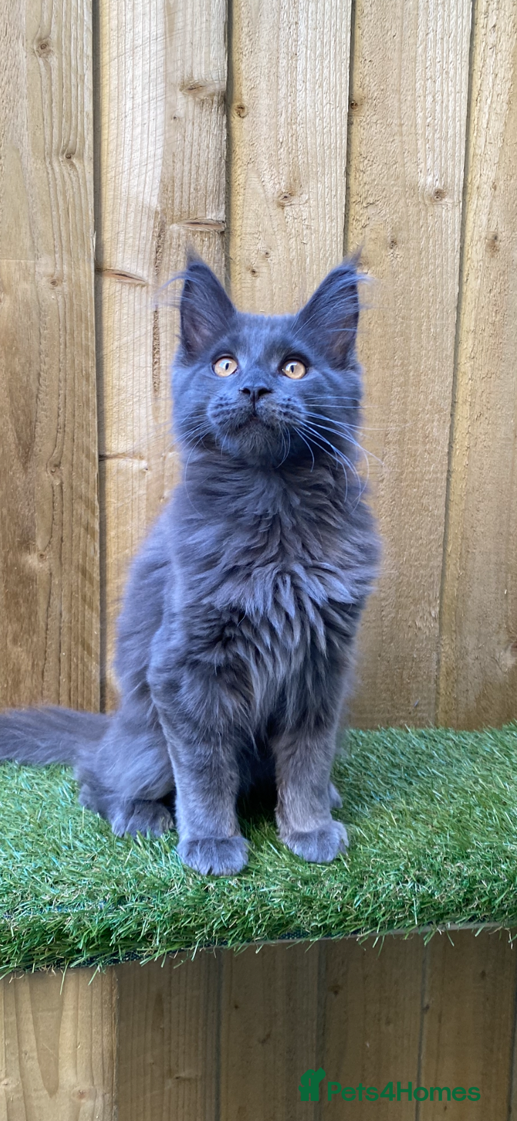 Maine Coon cats for sale: Tica boys available  - Advert 7