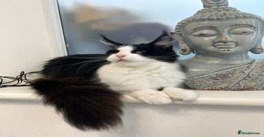 Maine Coon cats - Advert 2