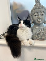 Maine Coon cats - Advert 11