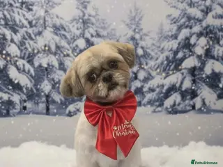 Shih Tzu dogs Imperial shih tzu stud ( miniature shih tzu ) - Advert 21