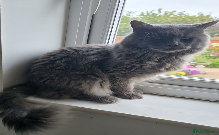 Maine Coon cats in Coventry - Advert 1