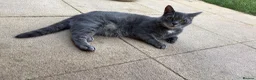 Mixed Breed cats for sale: Beautiful female cat  - Advert 3