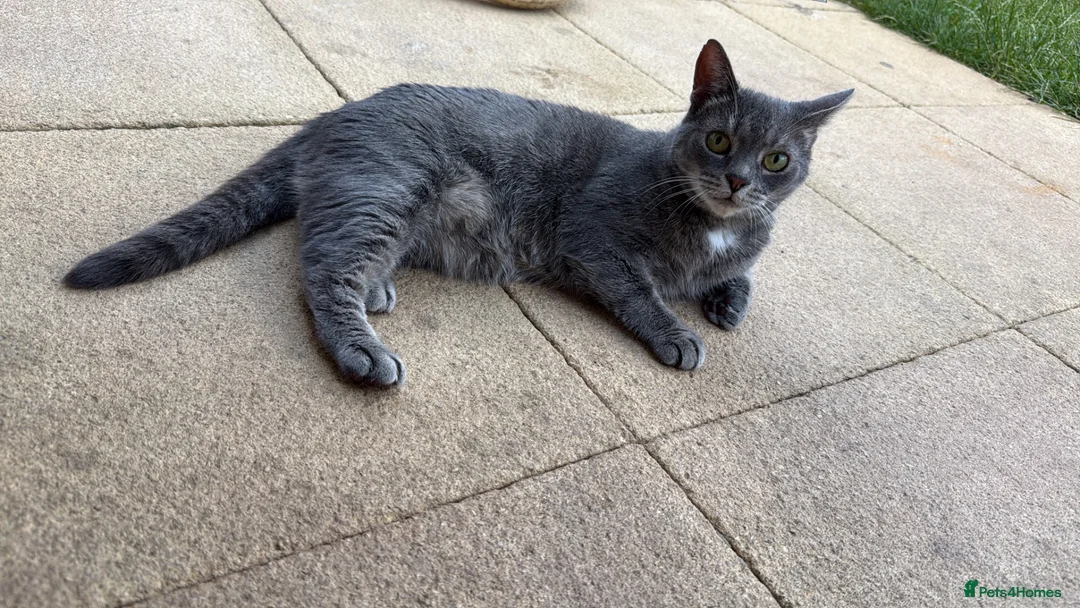 Mixed Breed cats for sale: Beautiful female cat  - Advert 3