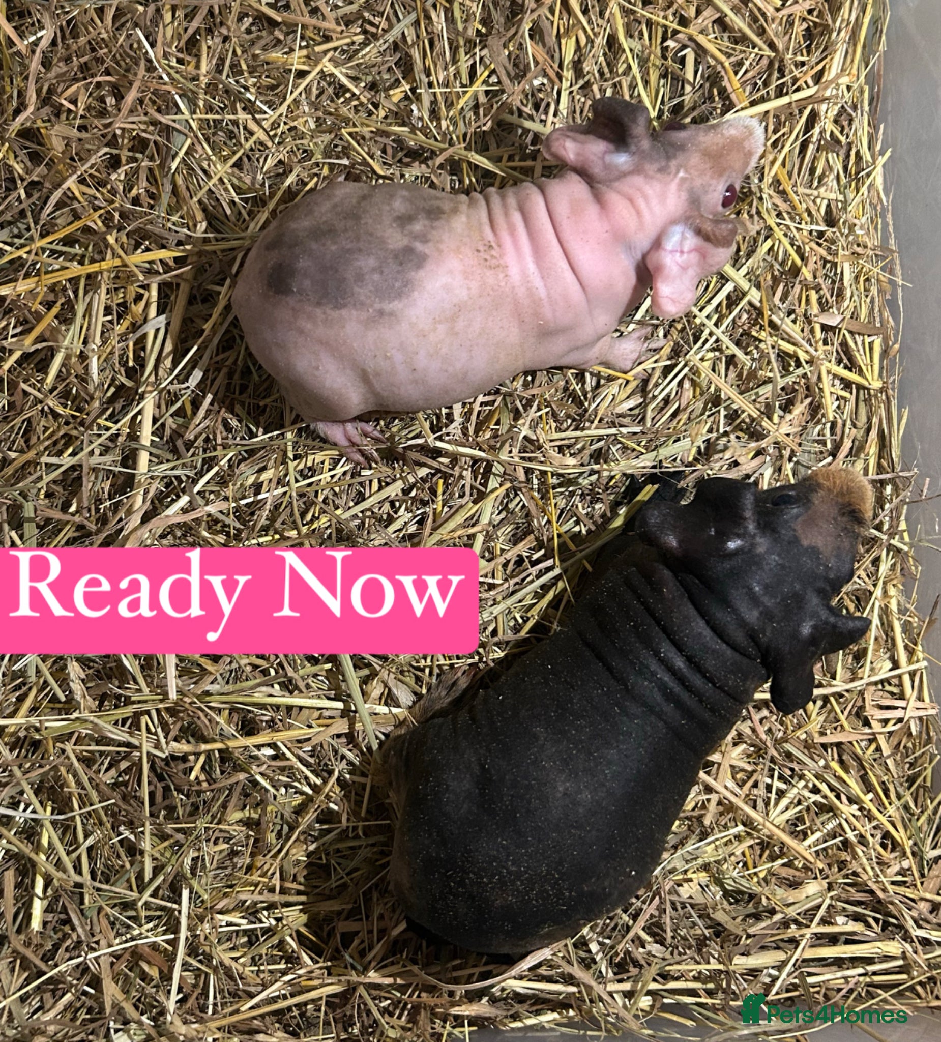 Guinea Pig rodents Skinny Pig Sows  - Advert 6