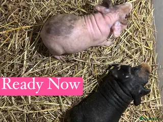 Guinea Pig rodents Skinny Pig Sows - Advert 6