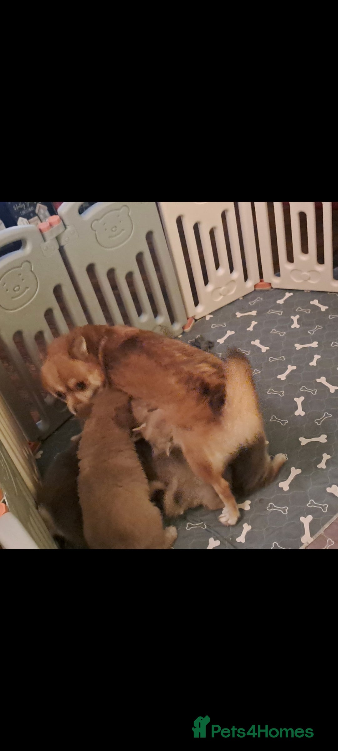 Pomsky dogs for sale: Blue Eyed F4 Toy Pomskies - Advert 27