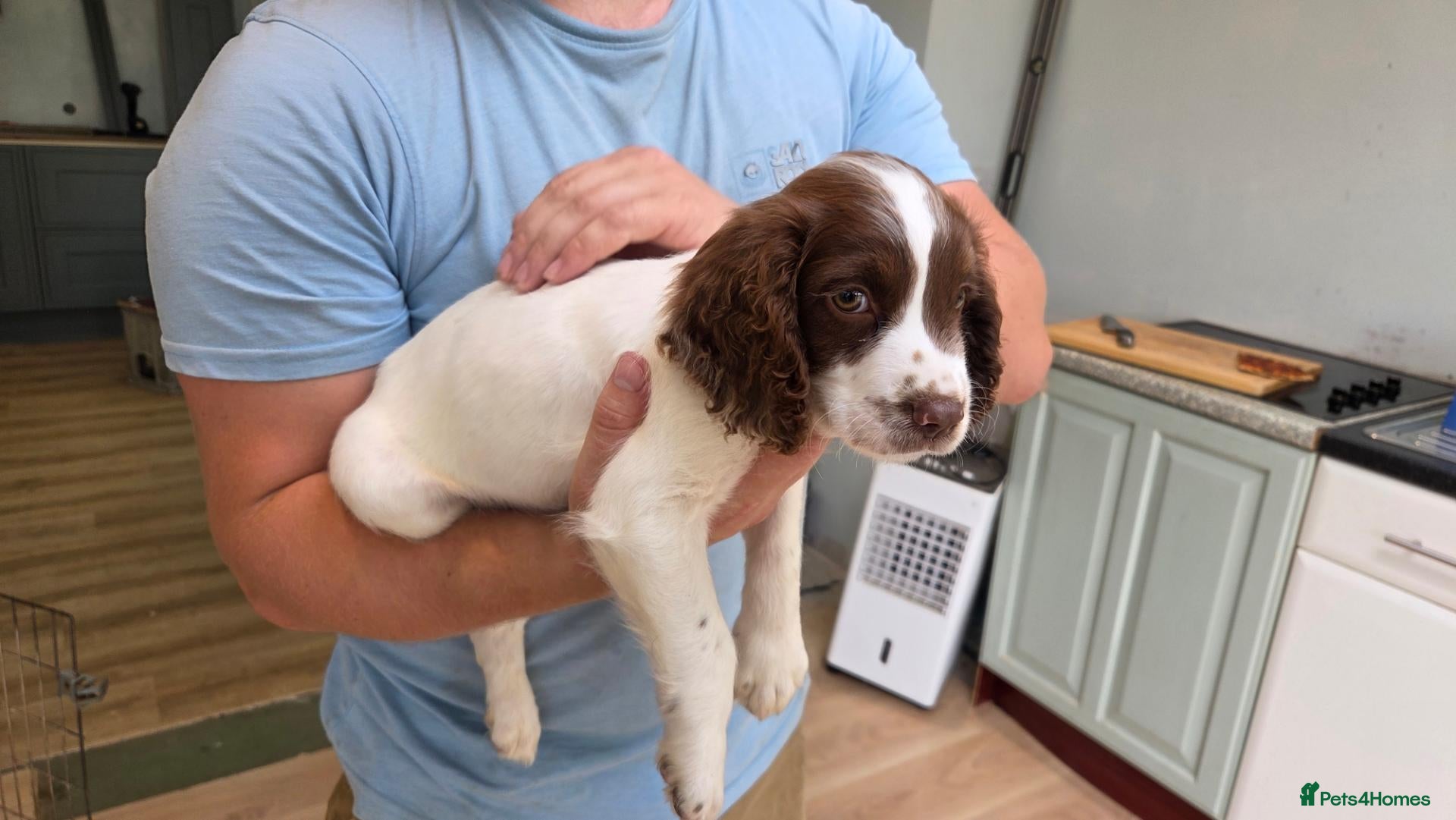 English Springer Spaniel dogs Springer Spaniel Puppies For Sale - Advert 2