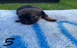Border Terrier dogs for sale: Border Terrier Puppies  - Image 19
