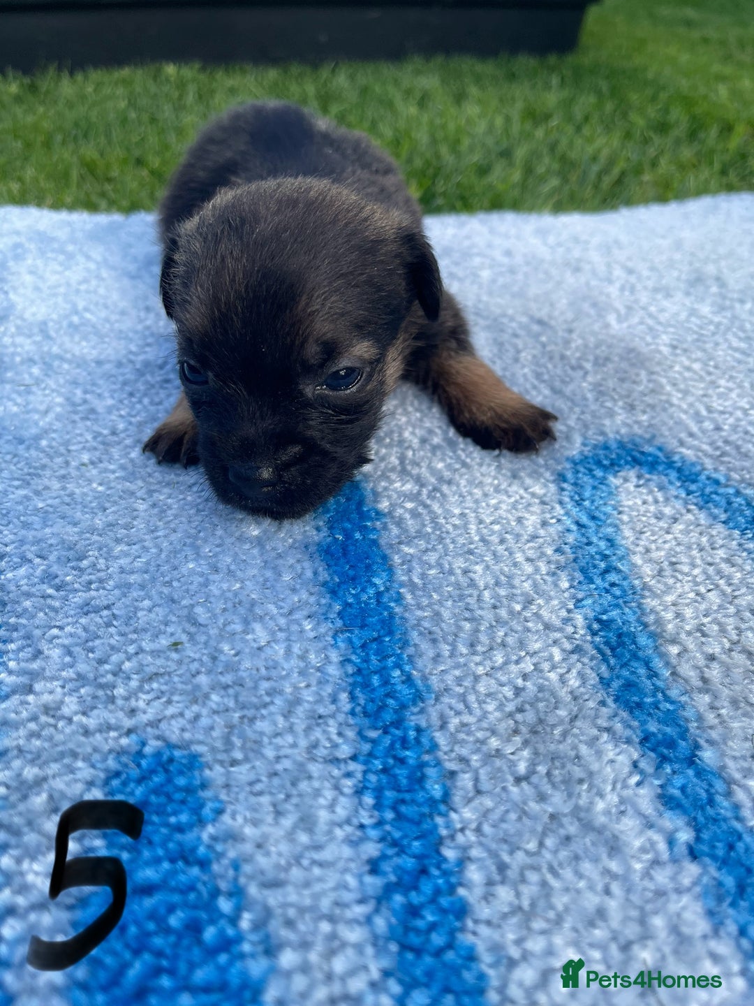 Border Terrier dogs for sale: Border Terrier Puppies  - Image 19
