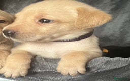 Labrador Retriever dogs for sale: Beautiful KC registered Labrador puppies - Image 15